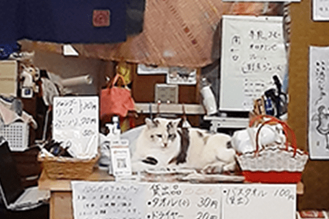 cat